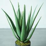 Zomoloco Aloe Vera Plantelobera PlantAloe Vera Live Plan [CF41]