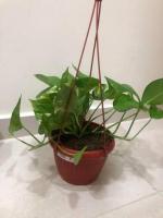 Cloud Farm Hybrid Money Plant - 200 mm CF49