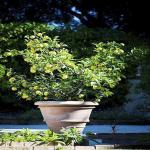 PLATONE Lemon Plant_mp171(y204