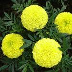 Kraft Seeds Marigold Pusa Basanti Flower Desi Seeds(Buy 1 Get 1 Free)