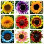 NooElec Seeds India 110+ Seeds- All Seasons Mix Sunflower Seeds for Planting, Bulk Package of 15 Varieties Mix Seeds