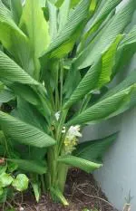 Cloud Farm Hybrid Sangli Turmeric Plant- 200 mm CF_O460