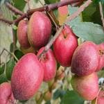 ONLINE PLANT BAZAR KASHMIRI RED APPLE BER PLANT GRAFTED(PACK OF-1