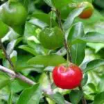 Cloud Farm Hybrid Cherry Fruit Plant- 200 mm CF_O437