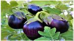 PLATONE Organic Brinjal Round(Pack Ofpack of 40 seeds)