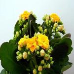 GREENLIVE TRADERS Live Kalanchoe Plant Double Yellow Flower Color