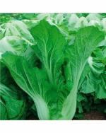 Green World Drought Resistant Mustard Indian Sarso Leaf 50 Seed (Pack of 2)