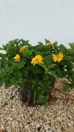 PARYAVARAANh Wedelia Creeper Live Outdoor Flower Plant With Pot