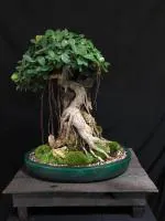 Heaven Of Saplings Ficus Bonsai (Pack of 1)