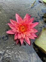 Indian Gardens Water Lily Live Plant (Set Of 5)