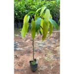 Cloud Farm Alphonso mango plant (pack of 1),CF_30