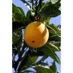 Cloud Farm Nagpur Mandarin Orange All Time Variety Grafted Santra Fruit Healthy Plants & Tree(1-1.5 Ft Size) CF_1061