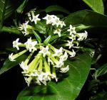Online Plant Bazar White Hasnuhana Raat Ki Rani Flower Live Plant