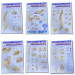Biotronix Solution Forever Physiotherapy Clinic Charts Set Wall pasted 6 different Wall Pasted