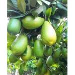 Cloud Farm Gandharaj lemon plant Hybrid Air Layering Gandharaj Nimbu Lemon Plants For Home Garden Plant (Height 1.5-2 FT),CF_L103