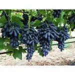 Cloud Farm Healthy Long Black Seedless Grape/Angoor Sweet Fruit Plant, CF_N12