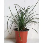 Ashokavanam Lily Turf Dwarf (Liriope muscari) Plant