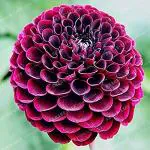 Kapebonavista True Color Mixing Dahlia Bulbs Flower(Not Dahlia Seeds),Bonsai Suitable Flower Bulb,Symbolizes Courage And Lucky,Home Garden Plant-2 Bulb