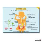 Ekdali Digestive System Poster 11.7 x 16.5 Inch