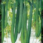 JIGNISHA SEEDS Ridge Gourd Jaipur Long Hybrid Vegetable Seeds Pack Of 30
