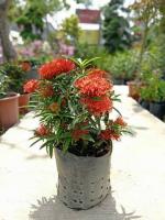 Cloud Farm Hybrid Red Trothic Ixorachethi Plant - 200 mm CF2930
