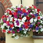 PARYAVARAAN Super Agri Green Petunia Ultra Star Mixed Winter Flower seeds - Pack of 50 Seeds