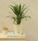 UGAOO Aglaonema Cutlass Natural Live Indoor Plant with Pot