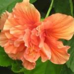 Cloud Farm Hybrid Peach Double Hibiscus Plant - 200 mm