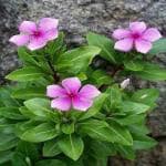 PLATONE Sadabahar Plant_Sadabahar plant mc jgjt(x185