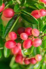 Zomoloco Karonda PlantKormocha PlantL-ve Plant Bakery Cherry Kavali Hoovu Jam L-ve Plant-For Balcony Garden Plant(1 Healthy Li-e Plant).