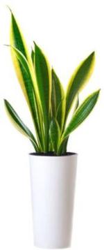 Cloud Farm Hybrid Snake Plant - 200 mm CF21021