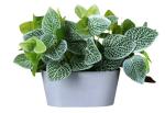 elemntl Superior Quality Artificial Fitonia Plant In Full Tray by alpana nursery