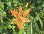 Plantzoin Blackberry lily Belamcanda Iris domestica Kanak champa Live Plant