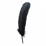 TIPTOP DECORATION Natural Black Goose Quills (12-14 Inch) (5 Pieces)