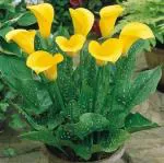 Platone Peace Lily PlantPice Lili PlantPeace Lily or Spathiphyllum Live Plant Yellow Color Flower with Secure Packing Indoor Air purify plant