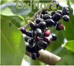 Oxiflora Live Thai Black Jamun 