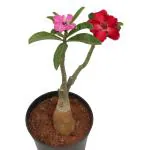 Indian Gardens Green Adenium Multigrafted Multilive Plant With Pot 2 colour