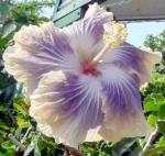ORETIC Oretic Kifayati Hibiscus Rosa Healthy Live Flower Plant Best Pot Indoor Flower Plant