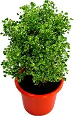 Baishnab Aralia PlantEraliya PlantWHITE MINI Araliya PLANT indoor leAVING PLANT