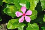 Plantzoin Periwinkle Sadabahar Catharanthus roseus Sadabihari(Pink) Live Plant