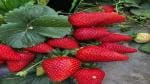 Corofitam Strawberry Plant Strawberry Fruit Live Plant [CF08]