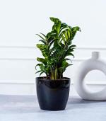 Nurturing Green Zz Plant With Black Pot