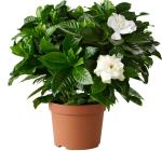 Hariom traders GILOY/GUDUCHI PLANT