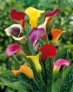 PARYAVARAAN Calla Lily/Zantedeschia 'Mixed' Imported Flower Bulbs for Planting-(Pack of 5 Bulbs)