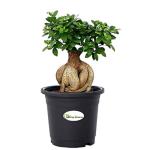 Going Greens Ficus Bonsai Live Plant for Home Indoor