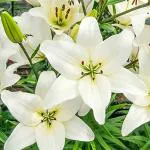 PARYAVARAAN Asiatic Lily Bulbs White Flower Bulbs For Home Gardening pack of 10 flower bulbs