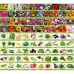 Flare Seeds 90 Varieties of Vegetables Seeds and Flower Seeds