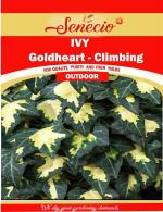 SENECIO Ivy Hedera Helix Goldheart Climbing Creeper Seed - 10 Per Packet