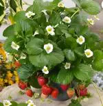 Green view Grafted strawberry Hybrid strawberry 1 Healthy Hybrid Live Plant (Get fruit 4-5 month)