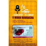 Robin Export Company 11 Mukhi Rudraksha Eleven Faced Rudraksh Bead Original & Certified for Men and Women